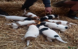 Jack Russell dogs for sale: Jack Russell puppies  - Image 1