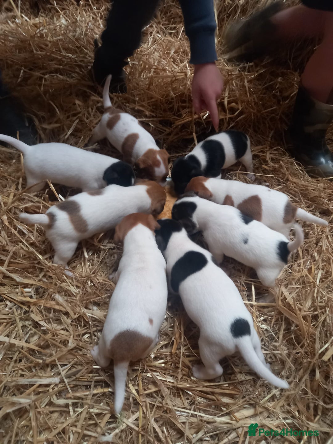 Jack Russell dogs for sale: Jack Russell puppies  - Image 1