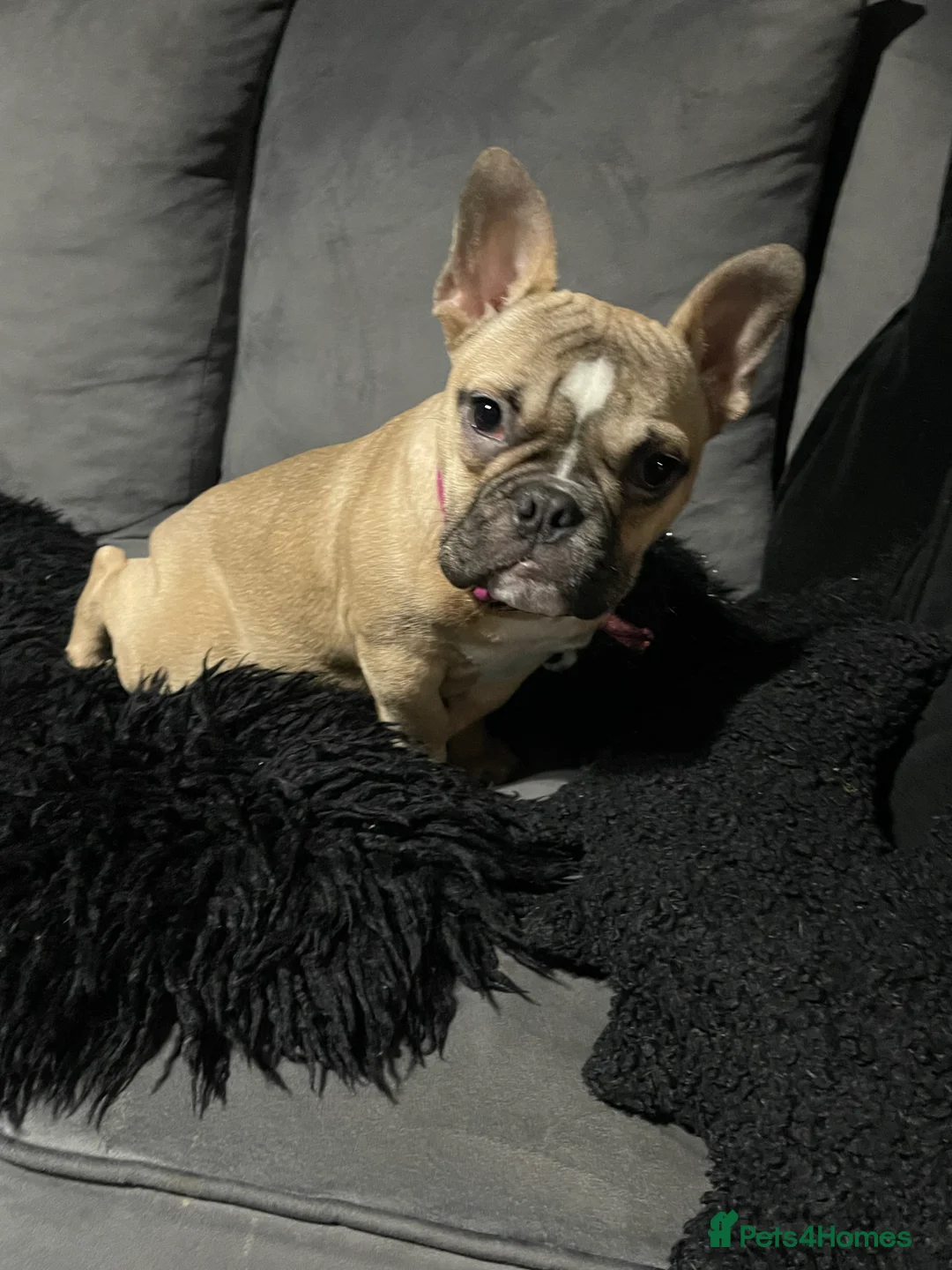 French Bulldog dogs for sale: Gorgeous Girl - Advert 2