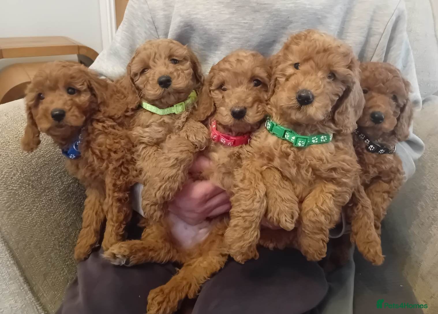 Goldendoodle dogs Goldendoodle puppies - Advert 6