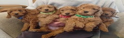 Goldendoodle dogs for sale: Goldendoodle puppies - Advert 1