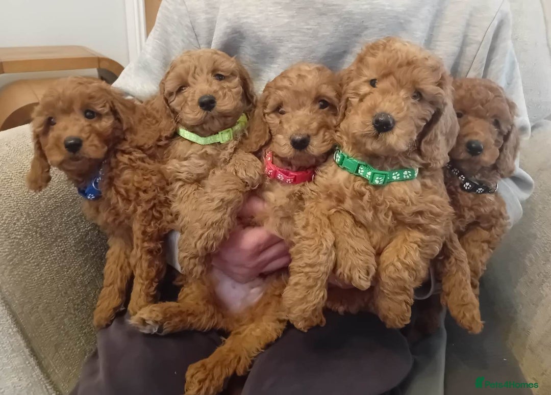 Goldendoodle dogs for sale: Goldendoodle puppies - Advert 1