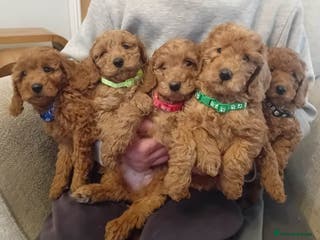 Goldendoodle dogs Goldendoodle puppies - Advert 4