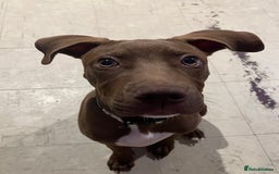 Mixed Breed dogs for sale: Staffy American bulldog mix puppy - Advert 4