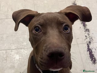 Mixed Breed dogs Staffy American bulldog mix puppy - Advert 8