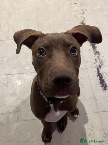 Mixed Breed dogs Staffy American bulldog mix puppy - Advert 4