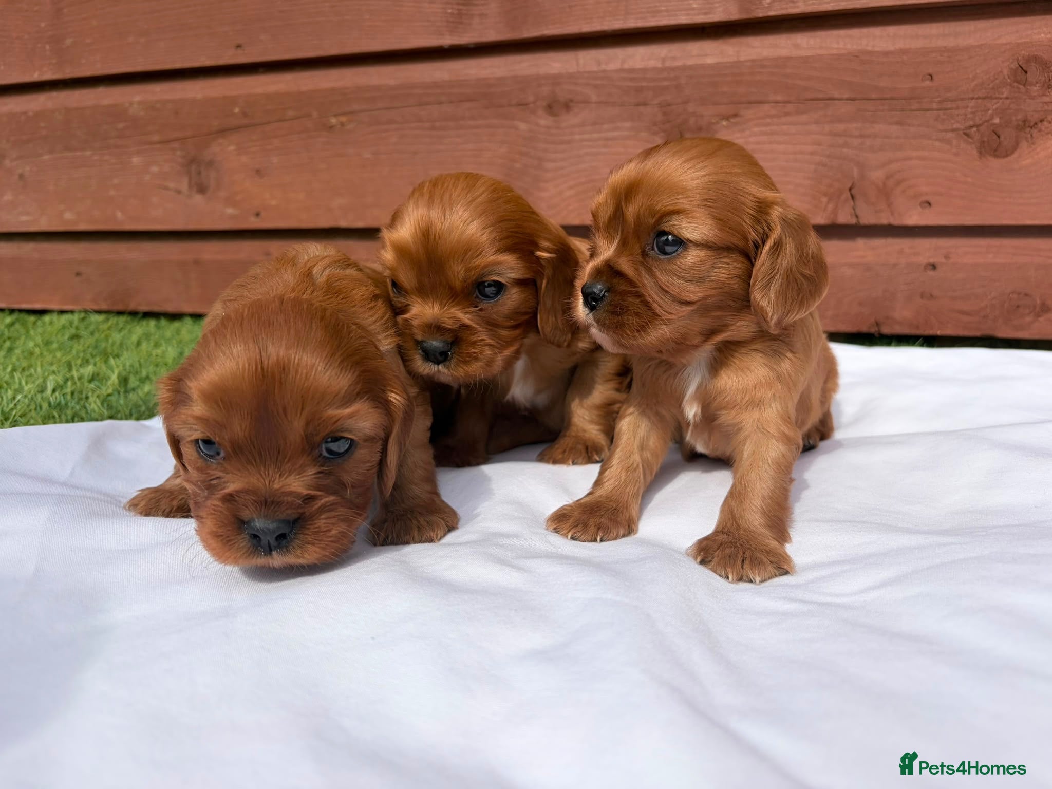 Cavalier King Charles Spaniel dogs Cavalier King Charles - Advert 6