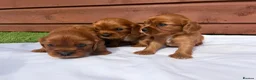 Cavalier King Charles Spaniel dogs for sale: Cavalier King Charles - Advert 1