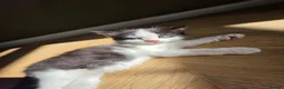Mixed Breed cats for sale: Gorgeous kittens looking for forever homes - Advert 6