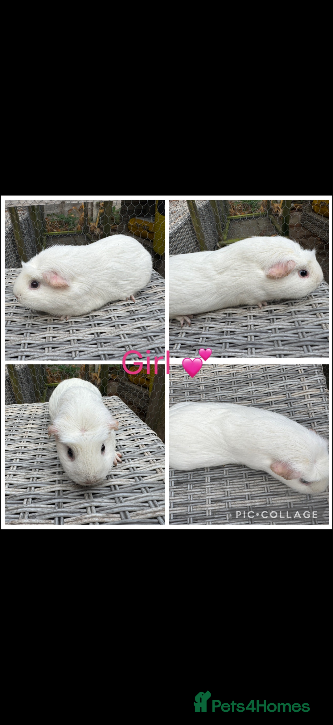Guinea Pig rodents for sale: Male & Female Guinea pigs 👀 for new laps 🥰 - Advert 39