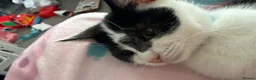 Mixed Breed cats for sale: Male black and white cat in Middlesbrough - Advert 1