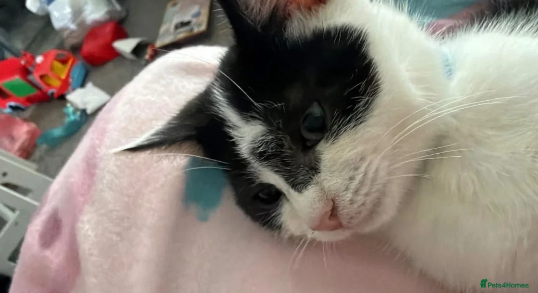 Mixed Breed cats for sale: Male black and white cat in Middlesbrough - Advert 1