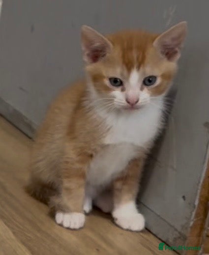 Solid ginger male 