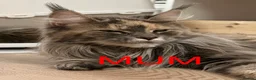 Maine Coon cats for sale: TICA Registered Full Maine Coon Kittens - Advert 12