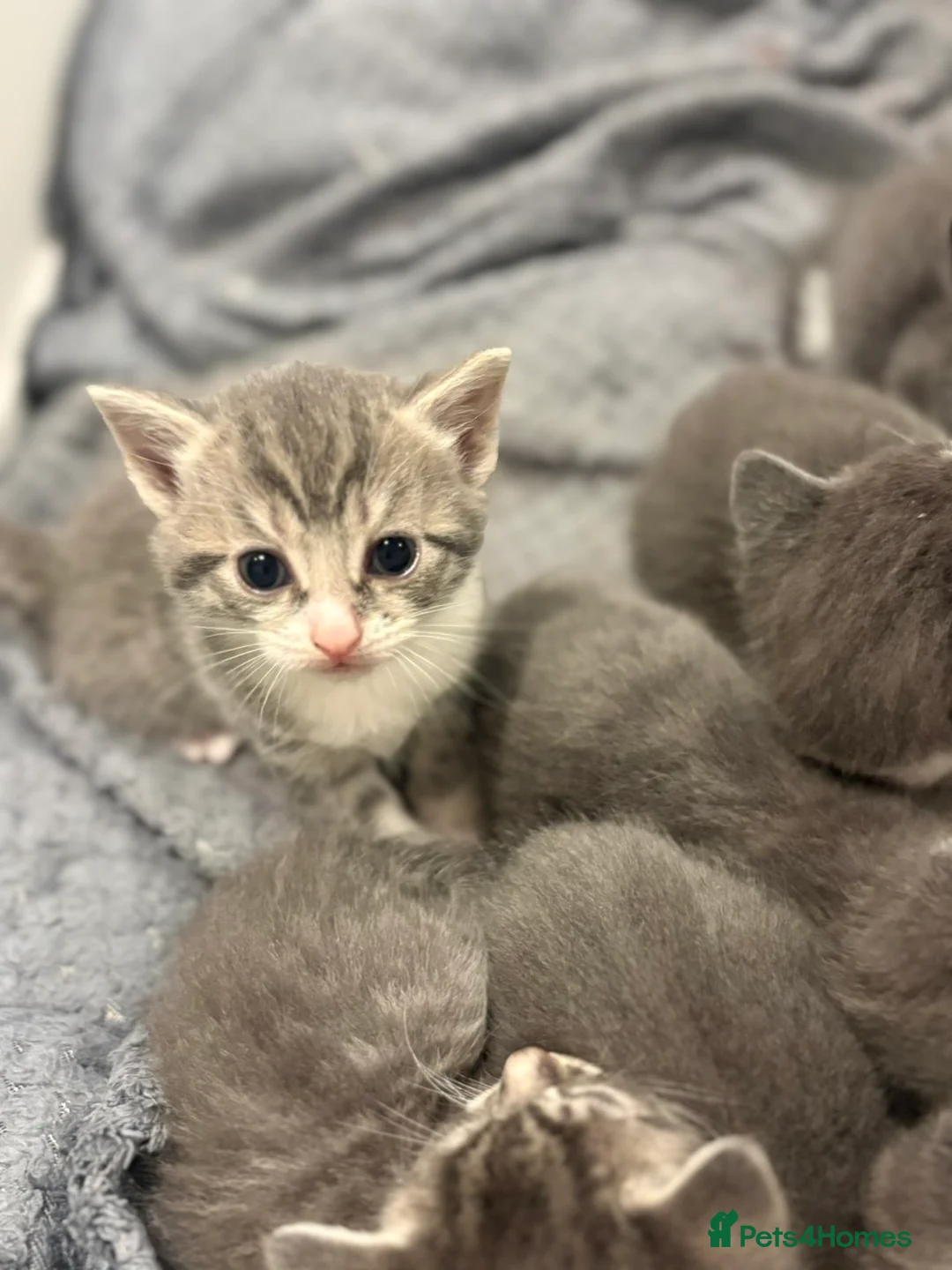 Mixed Breed cats for sale: Stunning grey and white kittens for sale  - Advert 2