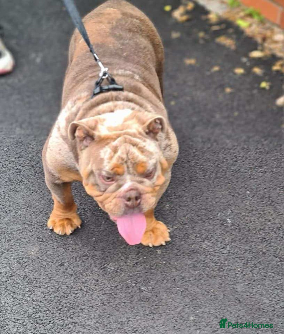 English Bulldog dogs for stud: Real deal Rocky KC registered lilac merle  - Advert 2