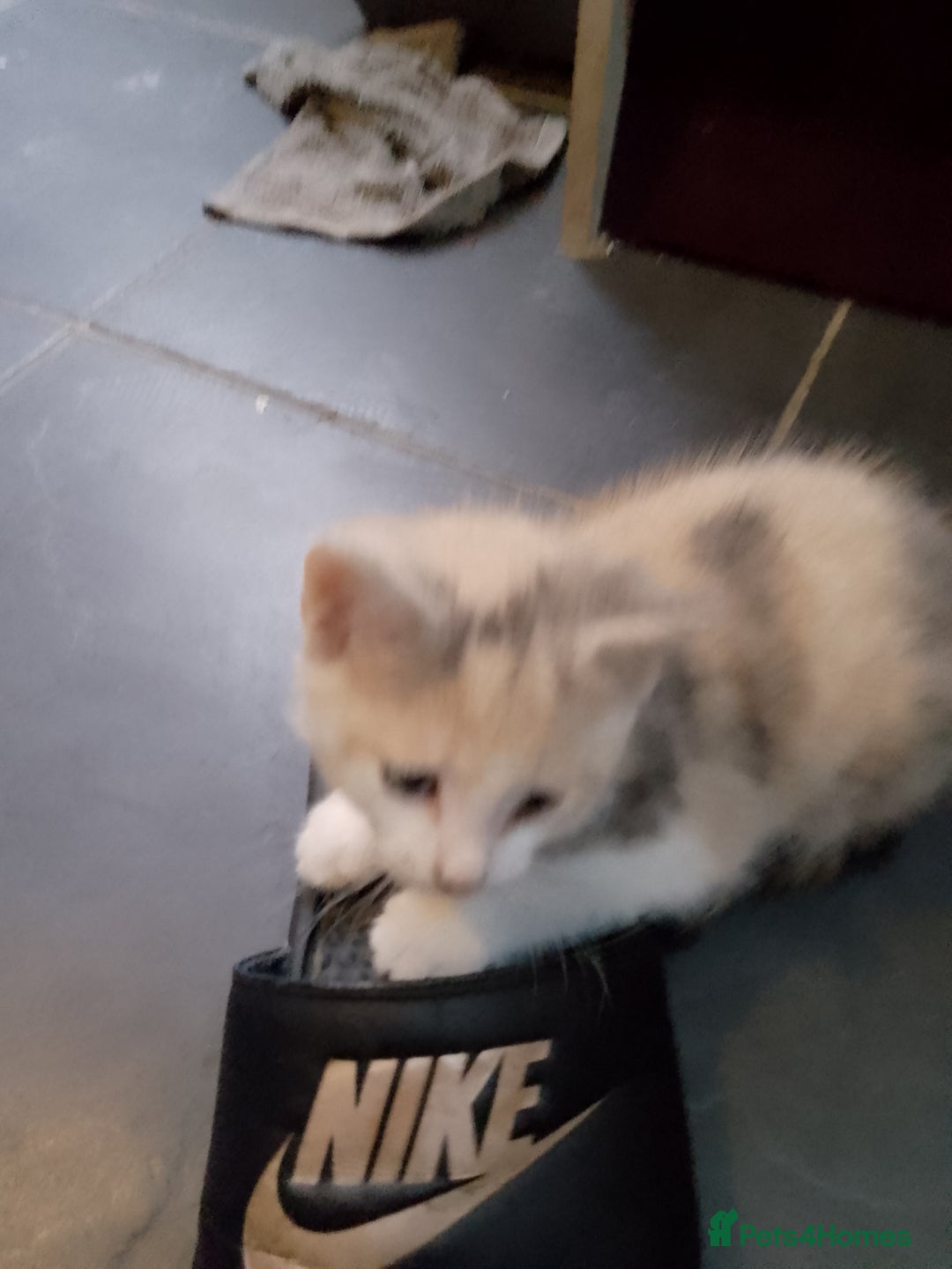 Mixed Breed cats for sale: Beautiful hand reared kittens  - Image 9