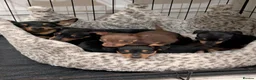 Miniature Pinscher dogs for sale: Miniature Pinscher Pups seen with mum & dad  in Market Drayton - Advert 8