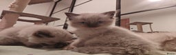 Ragdoll cats for sale: Beautiful Kittens for Sale - Advert 2
