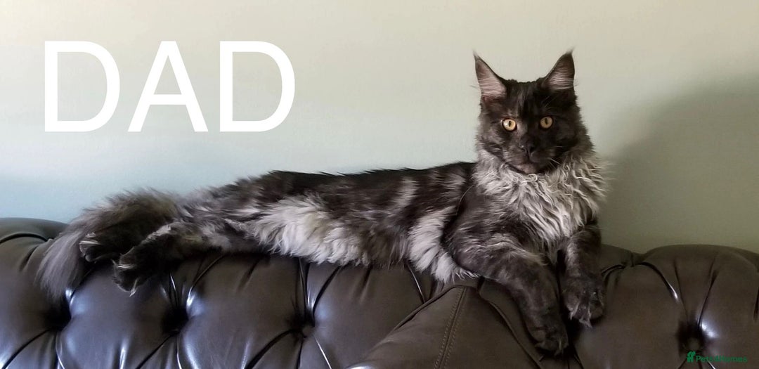 Maine Coon cats for sale: Stunning Maine Coon Kitten 🖤 ACTIVE - Image 7