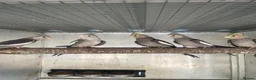 Cockatiels birds for sale:  2026 Young cockatiels, Plus breeding pair - Advert 3