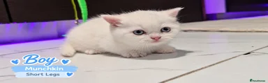 Munchkin boy short legs