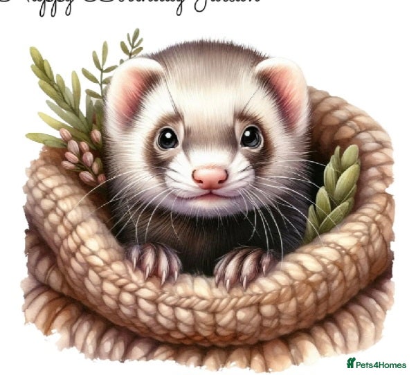 Ferret rodents Looking for ferrets!  (No animals for sale ) - Advert 13