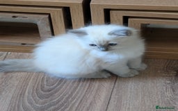 Ragdoll cats for sale: Kitty Ragdoll  - Image 2