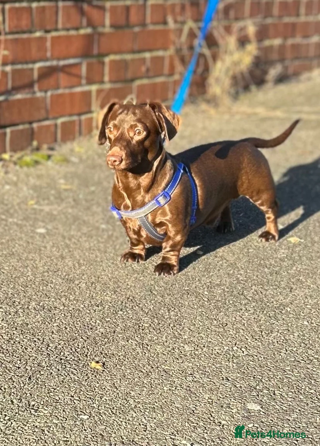 Miniature Dachshund dogs for stud: SOLID CHOCOLATE MINIATURE TINY DACHSHUND FOR STUD  - Advert 11