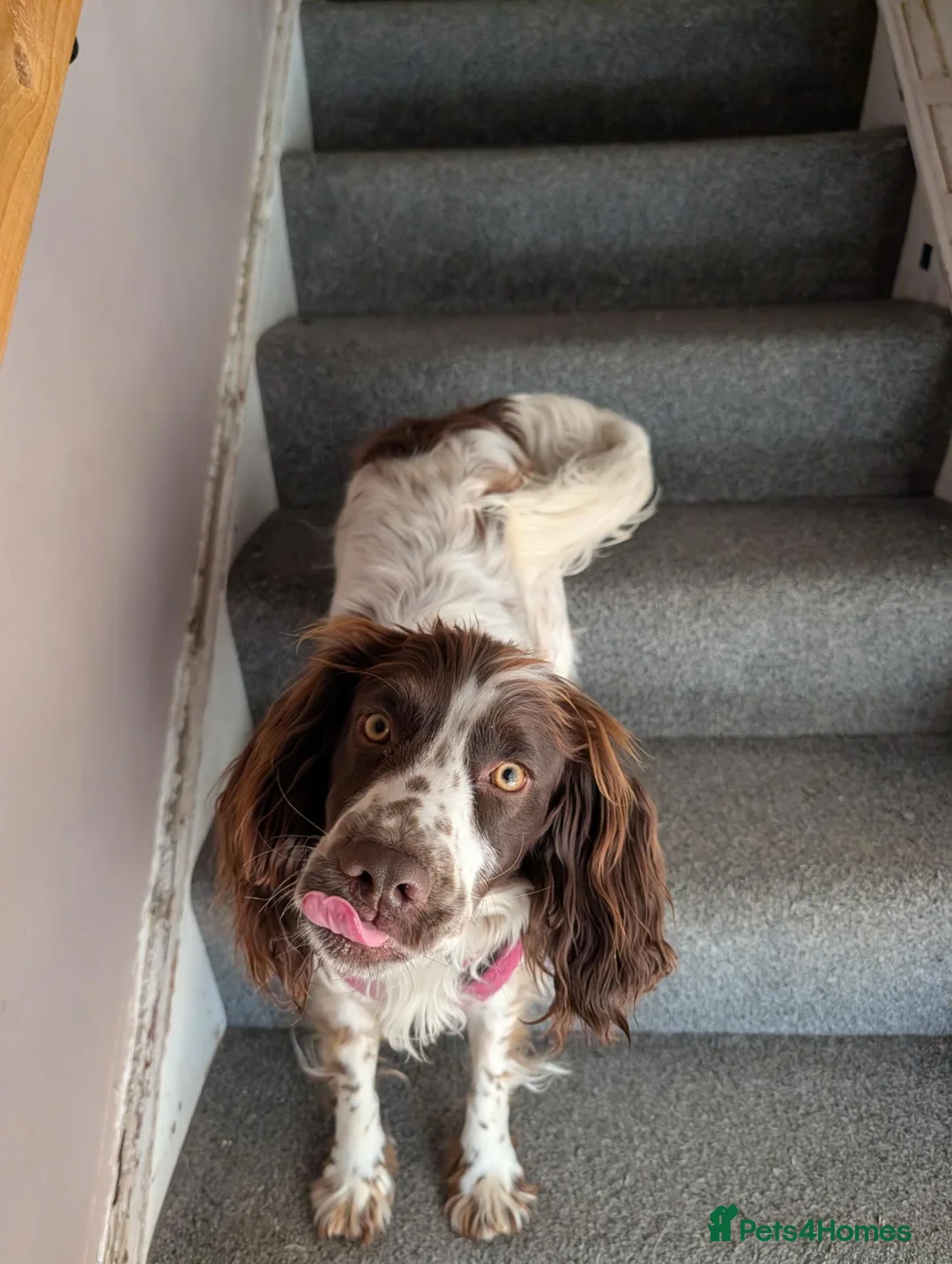 Sprocker dogs for sale: Sprocker Boy  - Advert 2