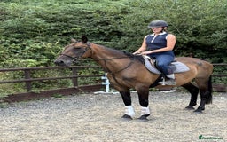 Belgian Warmblood horses for sale: Clarissa the super safe and sane  - Image 5