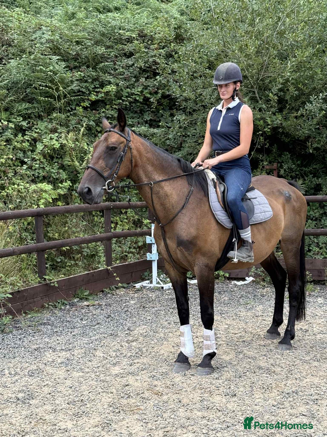 Belgian Warmblood horses for sale: Clarissa the super safe and sane  - Image 5