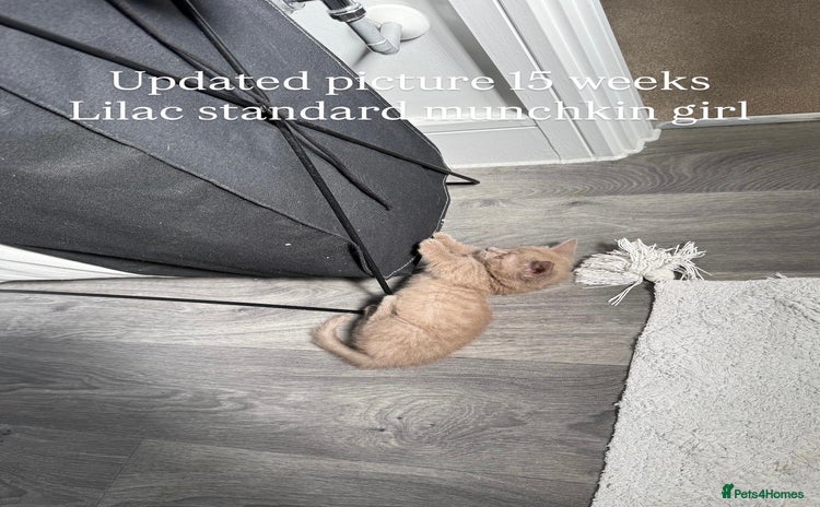 Munchkin cats - Advert 1