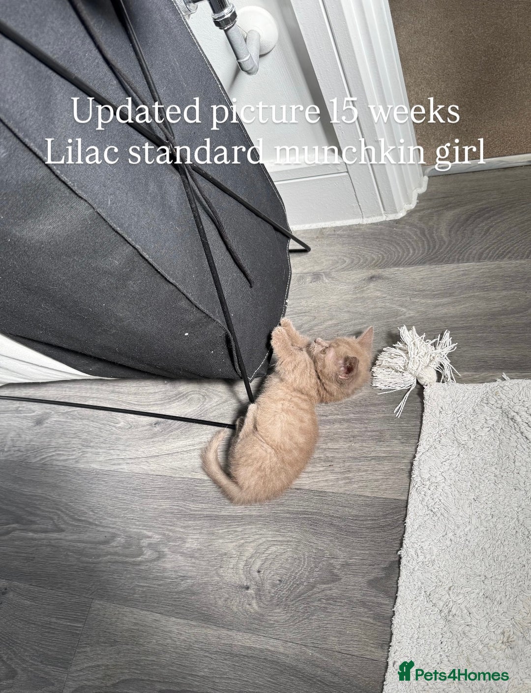 Munchkin cats for sale: 💎 RARE LILAC MUNCHKIN 💎 - Image 4