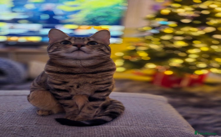 Bengal cats - Advert 3