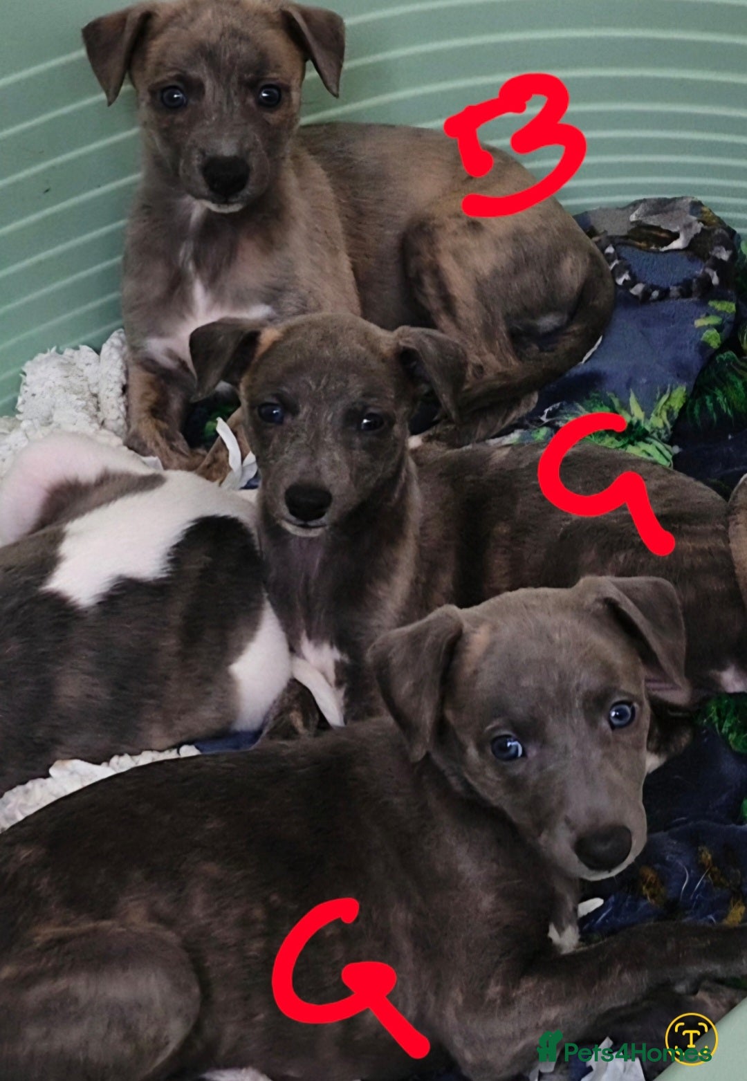 Whippet dogs for sale: Beautiful Pedigree Whippet Puppies. - Image 7
