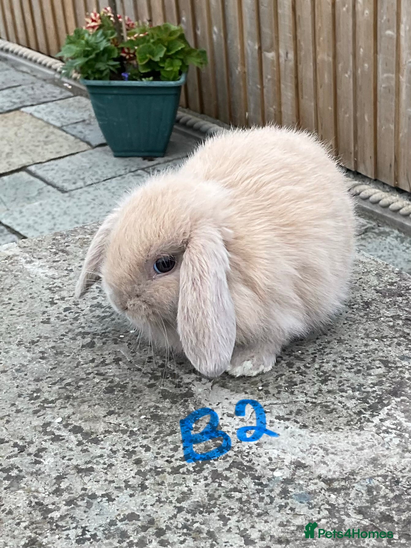 Mini Lop rabbits Pure bred mini lops baby rabbits   - Advert 2