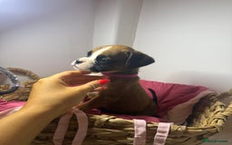 Boxer dogs for sale: Flashy boxer/red - natural bob tail/tail  - Image 26