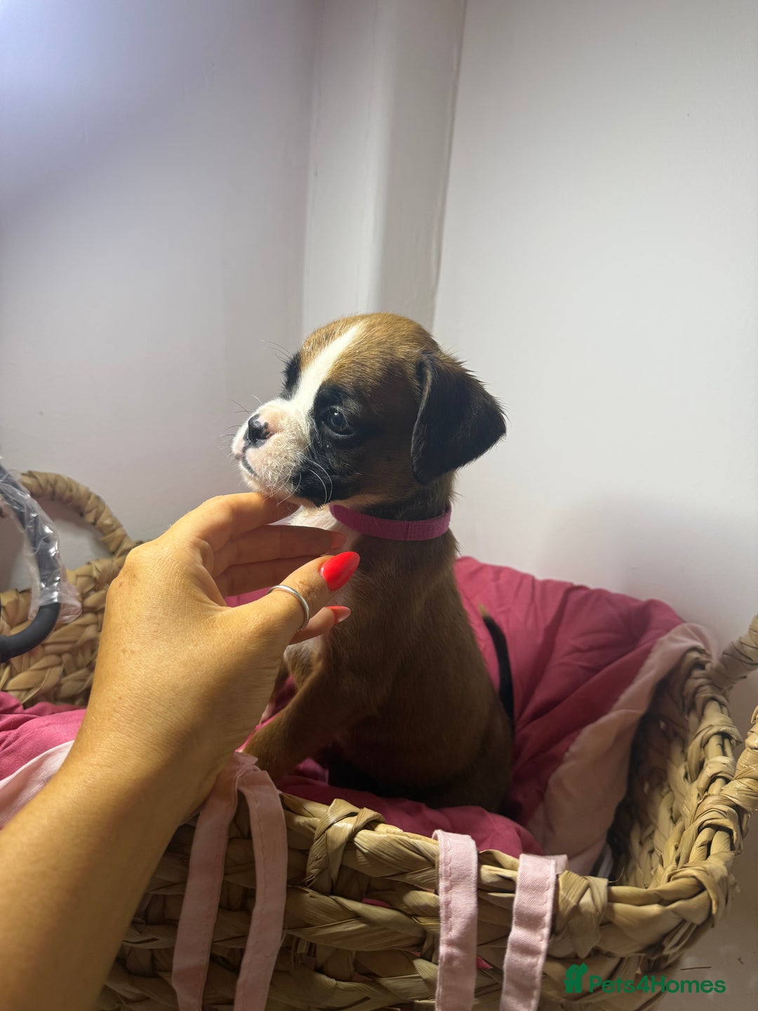 Boxer dogs for sale: Flashy boxer/red - natural bob tail/tail  - Image 26