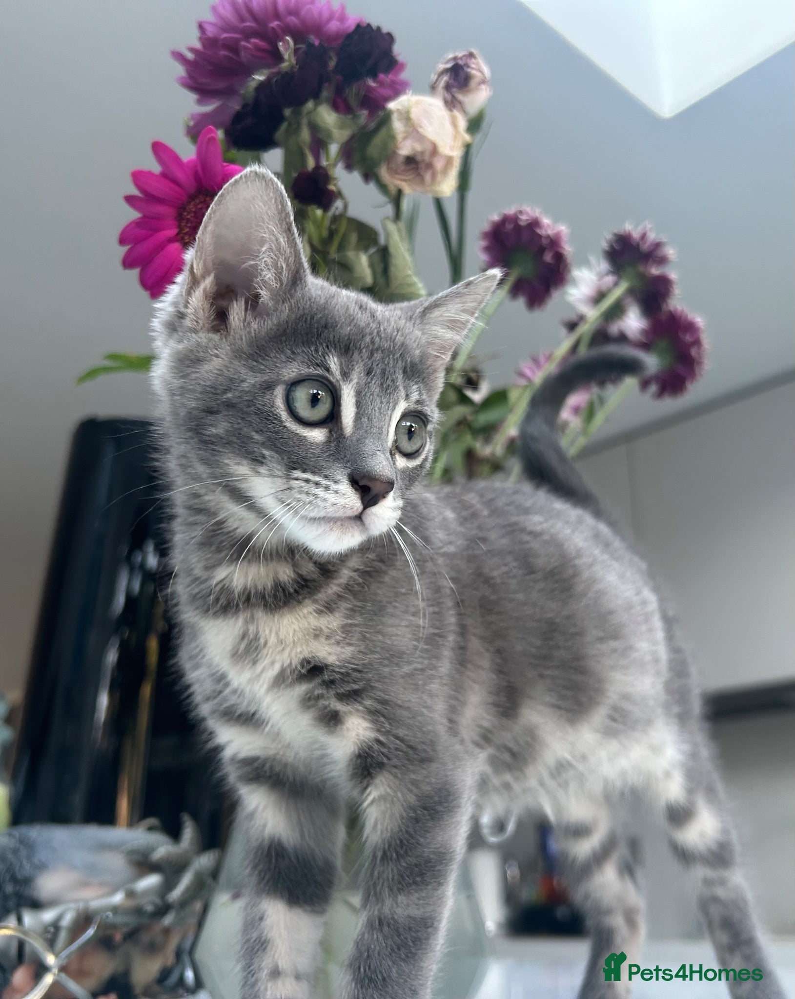 Bengal cats 3 Beautiful Female Blue TICA Reg Bengal kittens  - Advert 7