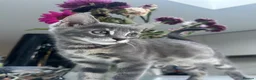 Bengal cats for sale: 3 Beautiful Blue Female TICA Reg Bengal kittens  - Advert 1
