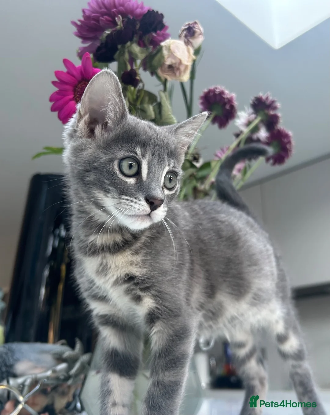 Bengal cats for sale: 3 Beautiful Blue Female TICA Reg Bengal kittens  - Advert 1