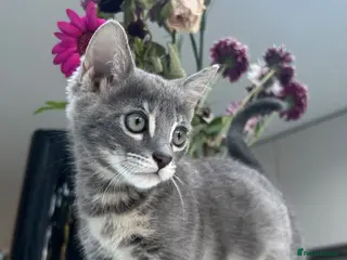 Bengal cats 3 Beautiful Female Blue TICA Reg Bengal kittens - Advert 7