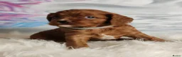 Cavapoo dogs for sale:  Beautiful Cavapoo  - Advert 16