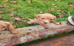 Mixed Breed dogs for sale: Labrador x sprocker - Advert 8