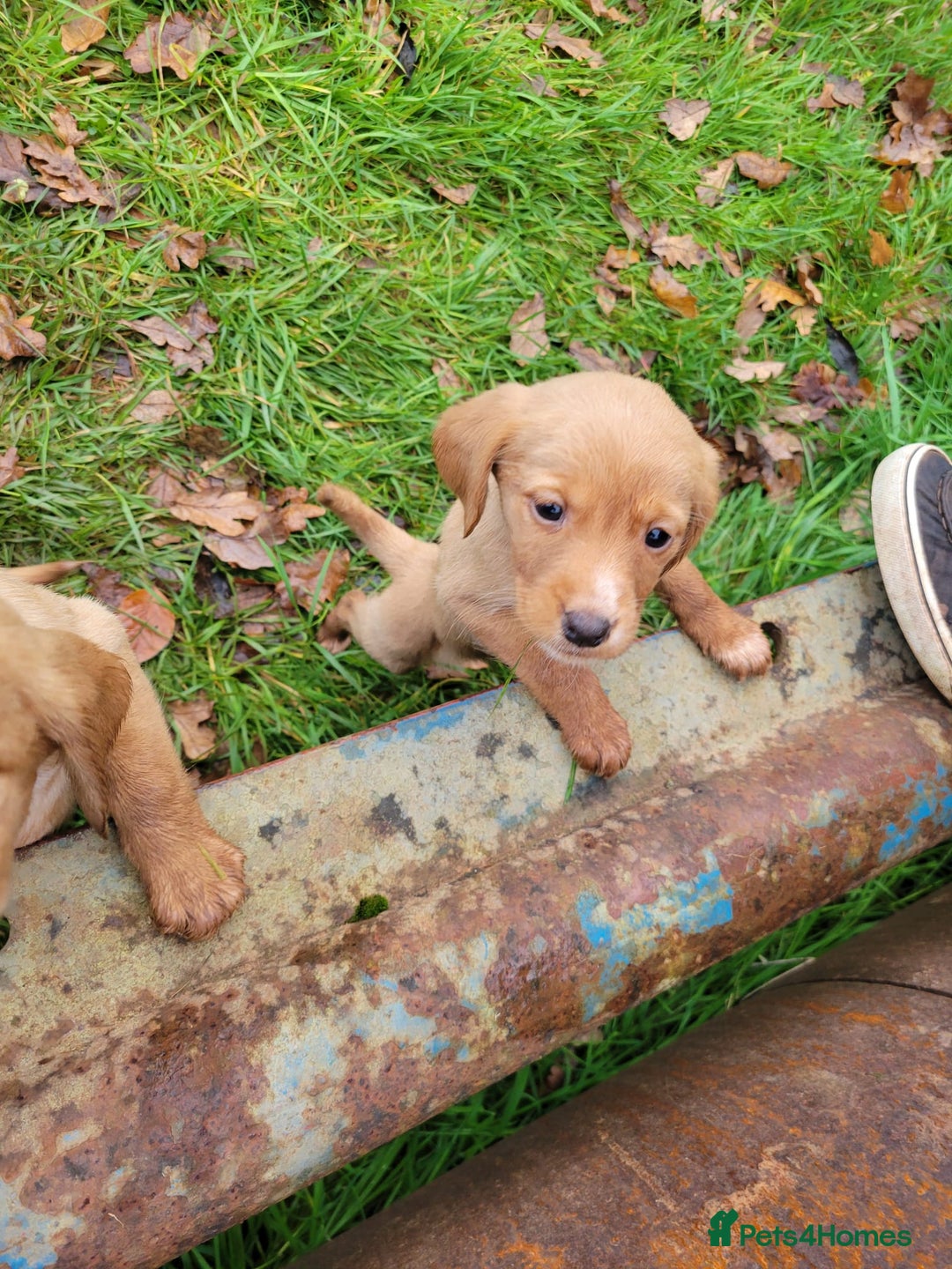 Mixed Breed dogs for sale: Labrador x sprocker - Advert 8