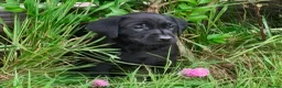 Labrador Retriever dogs for sale: Outstanding working lab pups  in Preston - Advert 5