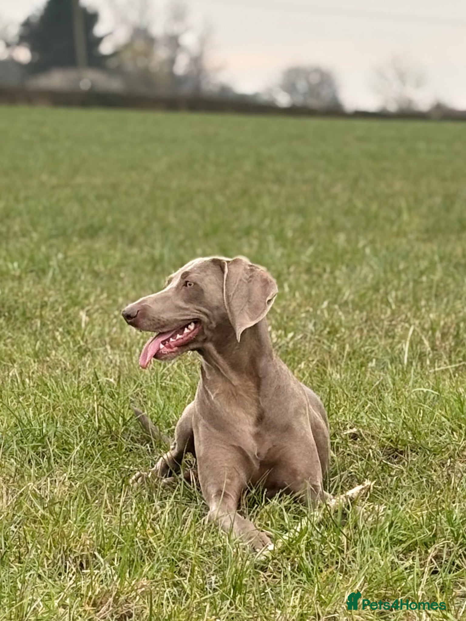Mixed Breed dogs Litter due on the 15th May  - Advert 4
