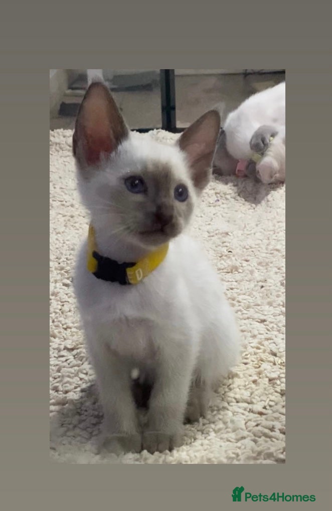 Oriental cats Oriental kittens  - Advert 1