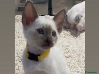 Oriental cats Oriental kittens - Advert 1